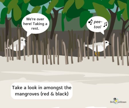 Graphic of Pipinng Plovers amongst mangrove roots