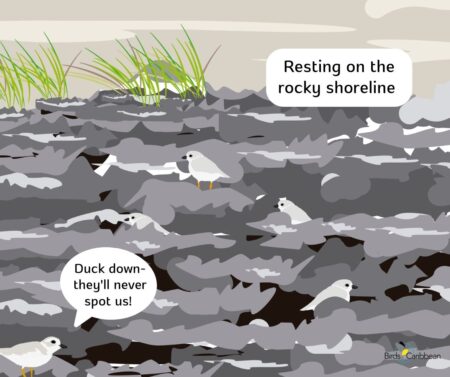Graphic of Piping Plover amongst rocks