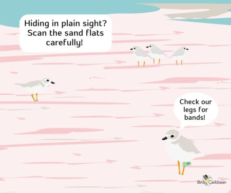 Graphic of Piping Plovers on a sand flat