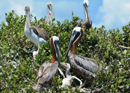 Nesting Brown Pelicans with a a chick