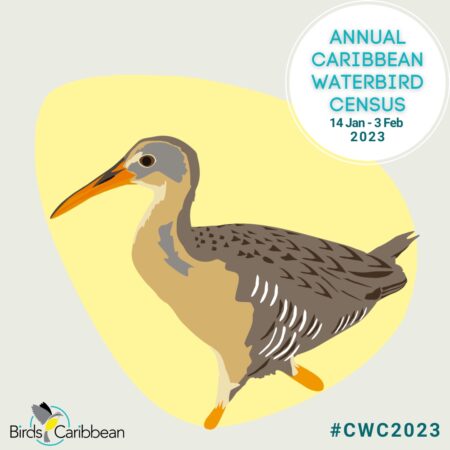 Graphic of a Clapper Rail. Text "Caribbean Waterbird Census 14 Jan- 4 Feb 2023"