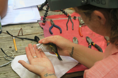 Person holding small bird looking at the wing feathers