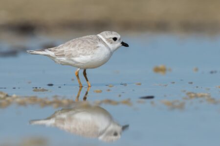 Piping Plover in winter Plumage