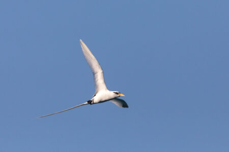 White-tailed Tropicbird in flight against blue sky