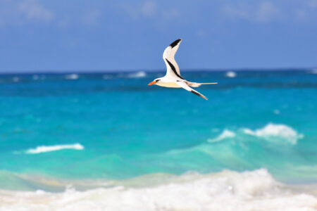White-tailed Tropicbird flies along surf edge