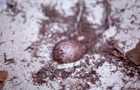 Purple-ish White-tailed Tropicbird egg