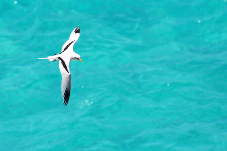 White-tailed Tropicbird flying over bright blue seas