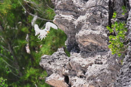 White-tailed Tropicbird flying to a cliff
