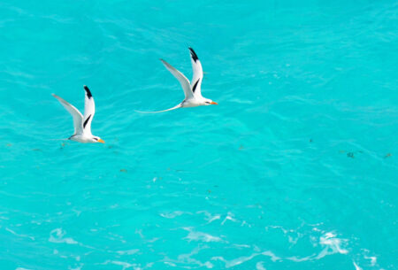 two White-tailed Tropic birds fly over a bright blue sea