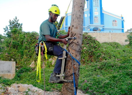 Photo of a man climbing up the trunk of a palm tree while wearing a harness and safety hat. 