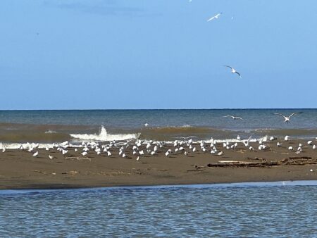 Flock of birds at mouth of Anasco River, PR (photo by Adrienne Tossas)