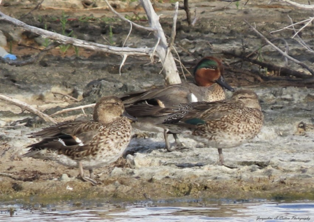 A male and two female Green-winged Teal
