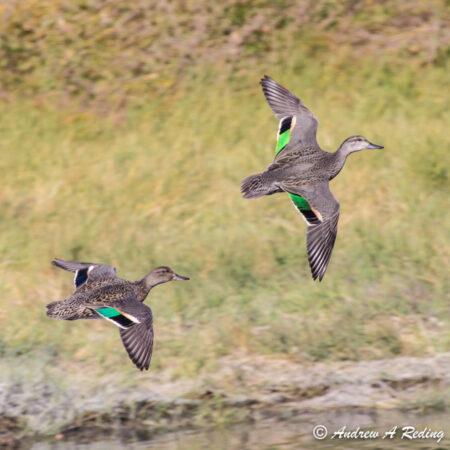 Two Green-winged Teal in flight