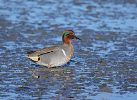 Male Green-winged Teal on mud