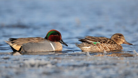 Pair of Green-winged Teal