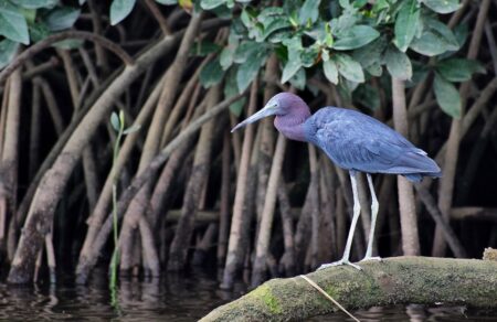 Little Blue Heron Perched in a mangrove