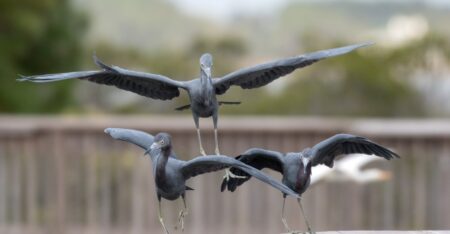 Three Little Blue Herons in flight