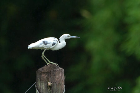 Immature Little Blue Heron, perched.