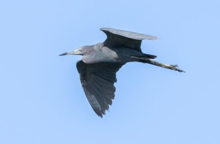 Little Blue Heron in flight.