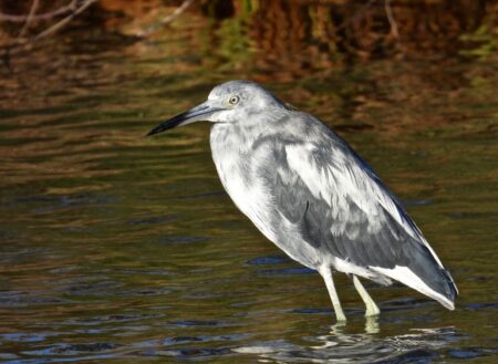 A white immature Little Blue Heron molting into gray adult plumage. (P