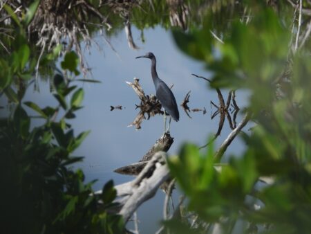 Adult Little Blue Heron perches above the water.