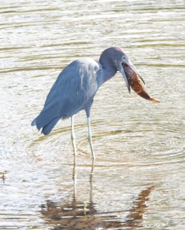Little Blue Heron eating-a very large fish