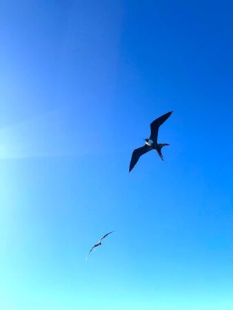 Magnificent Frigatebird soaring over Aguadilla Bay, PR