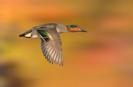 Male Green-winged Teal in flight.