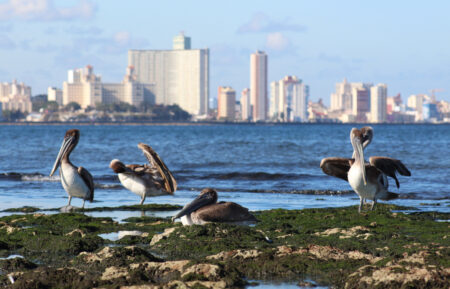 Pelicans chilling at Playa del Chivo with the Havana city skyline behind.