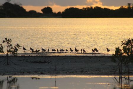 Shorebirds perched at sunset