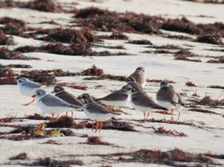 Two Piping Plovers in a small flock of Semipalmated plovers