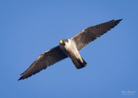 Peregrine Falcon