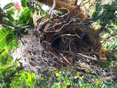 Bananaquit nest with white and gray polyester fibers interwoven with natural materials. 