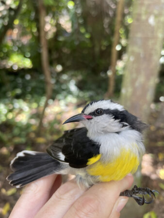 Bananaquit in the hand