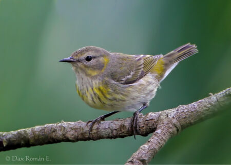 Cape May Warbler