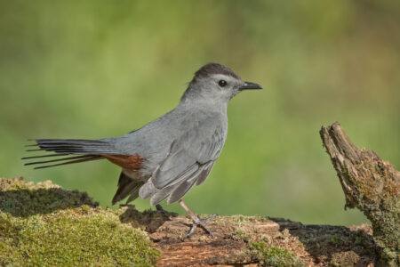 Gray Catbird