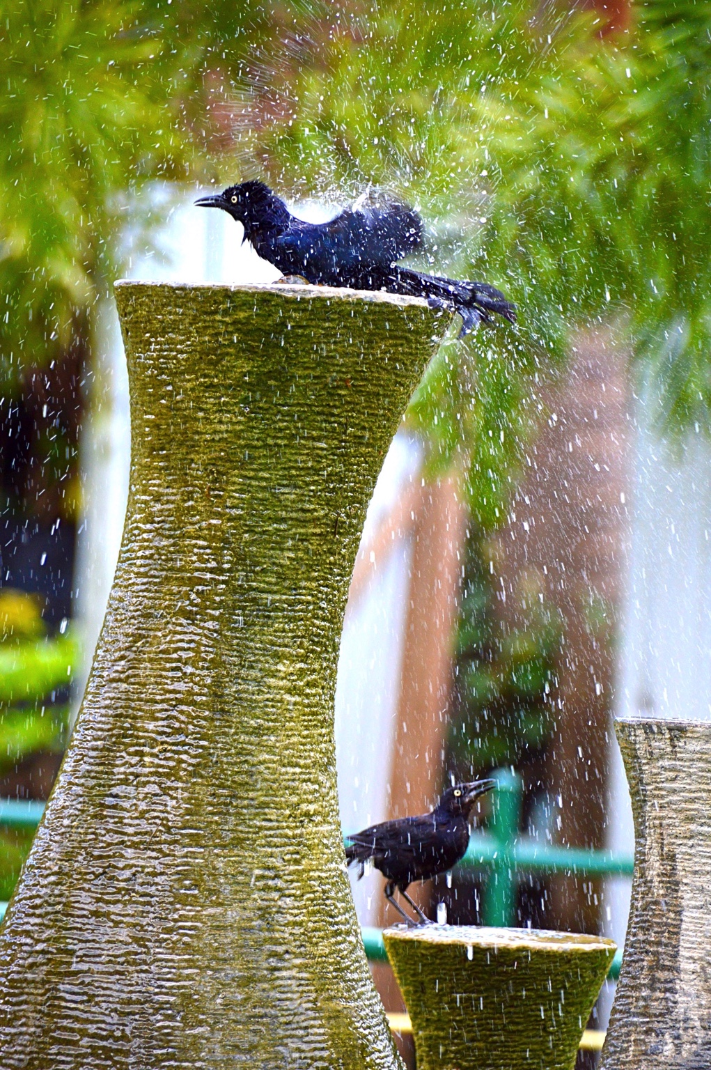 Greater Antillean Grackles enjoyingfountains Hope Gardens Jamaica