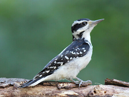 female Hairy Woodpecker