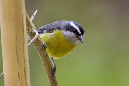 Bananaquit perched