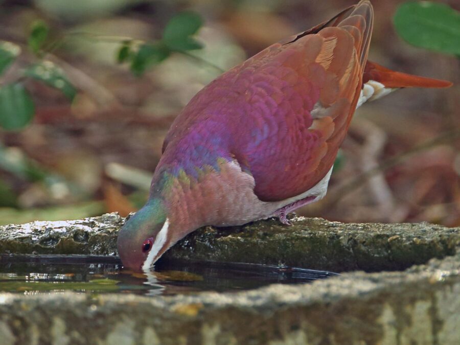 Key West Quail Dove at a bird bath drinking