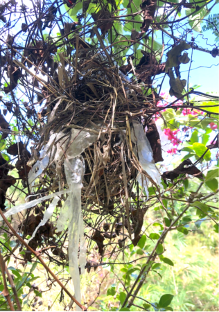 Image of a Black-faced Grassquit nest, in acacia tree, with linen and cotton twine, and strands of plastic interwoven with natural materials. 