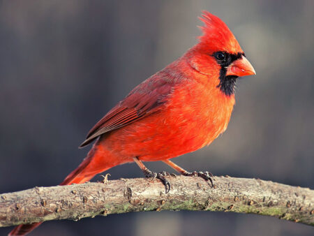 A Male Northern Cardinal