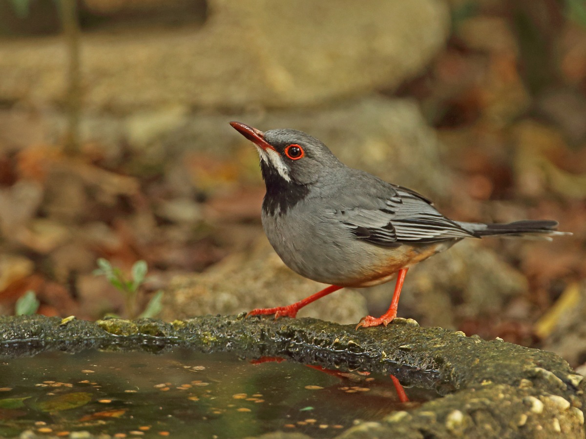 Red-legged Thrush at a bird bath