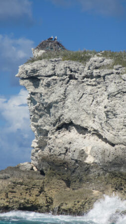 Ospreys nest a the top of a cliff