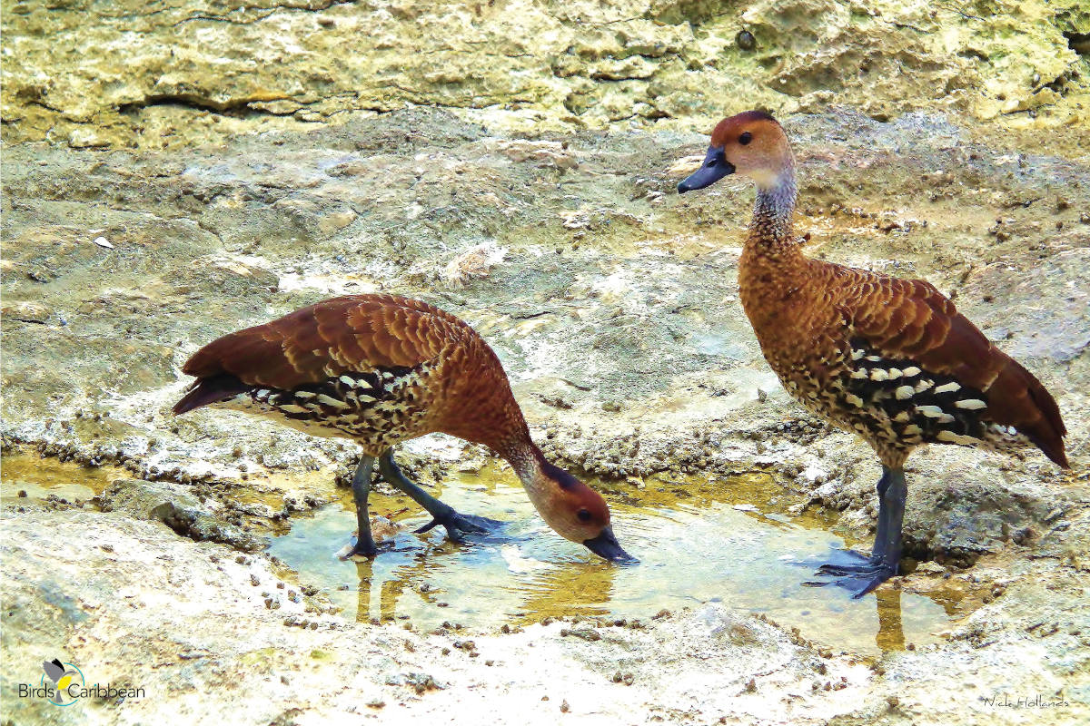 West Indian Whistling Ducks