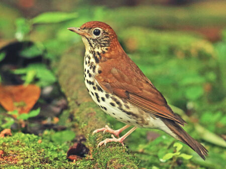 a Wood Thrush