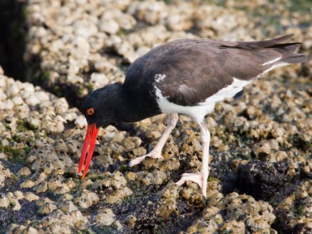 Photo of an American Oystercatcher foraging for food.