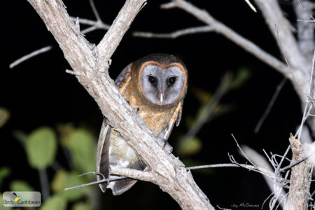 Ashy-faced Owl 