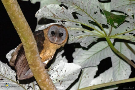 Ashy-faced Owl