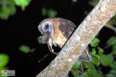 Ashy-faced Owl with prey